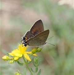 Jalmenus ictinus at Kenny, ACT - 4 Dec 2024 01:29 PM