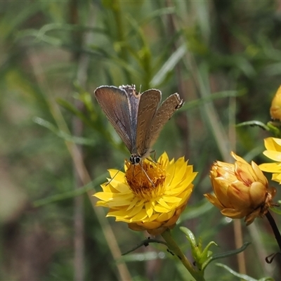 Jalmenus icilius (Amethyst Hairstreak) at Kenny, ACT - 4 Dec 2024 by RAllen