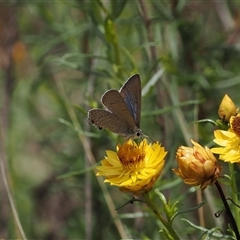 Jalmenus icilius at Kenny, ACT - 4 Dec 2024 12:58 PM