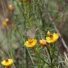 Jalmenus icilius at Kenny, ACT - 4 Dec 2024 12:58 PM