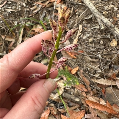 Dipodium punctatum at Yerriyong, NSW - 6 Dec 2024 by lbradley