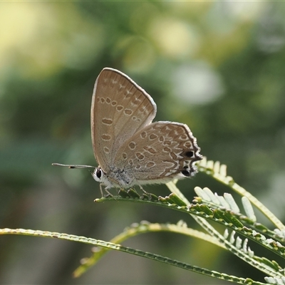 Jalmenus icilius (Amethyst Hairstreak) at Kenny, ACT - 4 Dec 2024 by RAllen