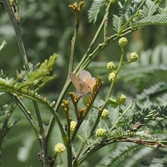 Nacaduba biocellata (Two-spotted Line-Blue) at Kenny, ACT - 4 Dec 2024 by RAllen