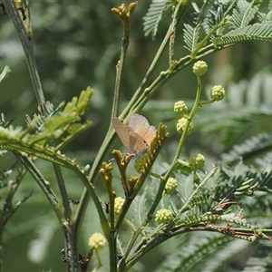 Nacaduba biocellata at Kenny, ACT - 4 Dec 2024