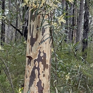 Acacia obtusifolia (Blunt-leaf Wattle) at Yerriyong, NSW by lbradley