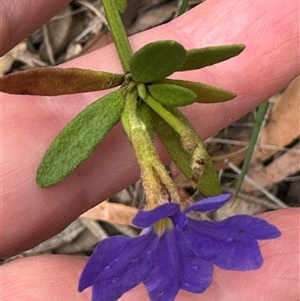 Dampiera stricta (Blue Dampiera) at Yerriyong, NSW by lbradley