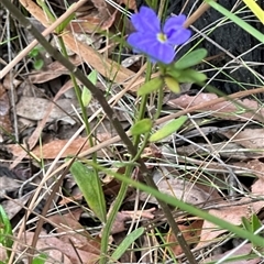 Dampiera stricta at Yerriyong, NSW - 6 Dec 2024 02:43 PM