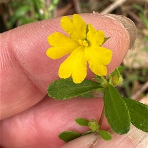 Hibbertia aspera subsp. aspera at Yerriyong, NSW by lbradley