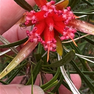 Lambertia formosa (Mountain Devil) at Yerriyong, NSW by lbradley