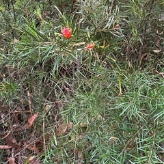 Lambertia formosa at Yerriyong, NSW - 6 Dec 2024