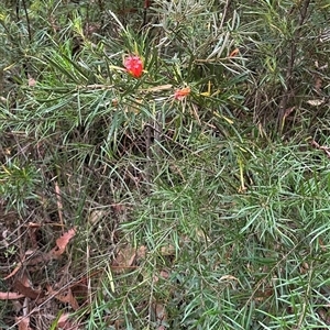 Lambertia formosa at Yerriyong, NSW - 6 Dec 2024 02:50 PM