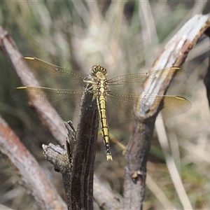 Orthetrum caledonicum at Kenny, ACT - 4 Dec 2024