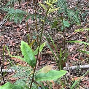 Lomatia ilicifolia (Holly Lomatia) at Yerriyong, NSW by lbradley