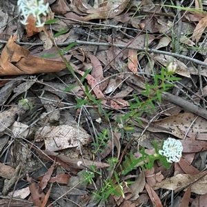 Pimelea linifolia at Tomerong, NSW - 6 Dec 2024