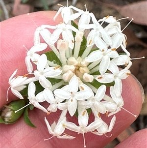 Pimelea linifolia at Tomerong, NSW - 6 Dec 2024