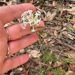 Pimelea linifolia at Tomerong, NSW - 6 Dec 2024 03:00 PM