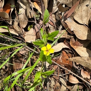 Goodenia heterophylla at Tomerong, NSW - 6 Dec 2024 03:02 PM