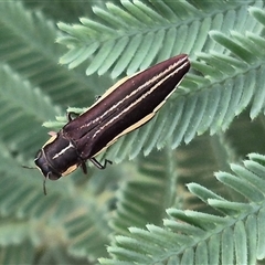 Agrilus hypoleucus (Hypoleucus jewel beetle) at Bungendore, NSW - 6 Dec 2024 by clarehoneydove