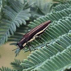 Agrilus hypoleucus at Bungendore, NSW - 6 Dec 2024