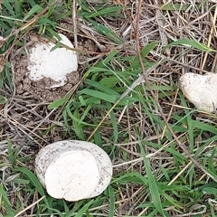 Calvatia sp. (a puffball ) at Kambah, ACT - 5 Dec 2024 by GirtsO