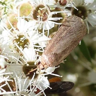 Philobota (genus) at Yackandandah, VIC - 2 Dec 2024 by KylieWaldon