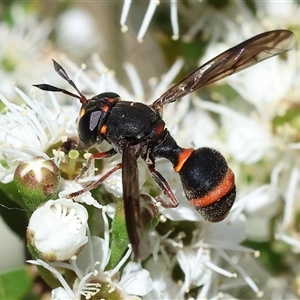 Unidentified True fly (Diptera) at Yackandandah, VIC by KylieWaldon