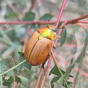 Anoplognathus brunnipennis (Green-tailed Christmas beetle) at Braidwood, NSW by clarehoneydove