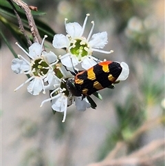 Castiarina sexplagiata (Jewel beetle) at Larbert, NSW - 6 Dec 2024 by clarehoneydove