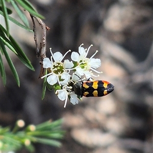 Castiarina sexplagiata at Larbert, NSW - 6 Dec 2024