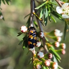 Castiarina sexplagiata at Larbert, NSW - 6 Dec 2024