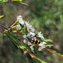 Castiarina sexplagiata at Larbert, NSW - 6 Dec 2024