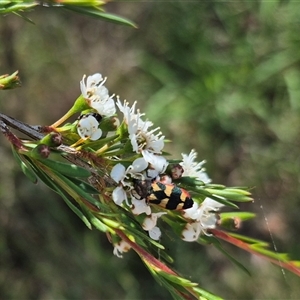 Castiarina sexplagiata at Larbert, NSW - 6 Dec 2024