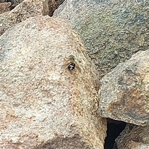 Microtropesa sinuata (A bristle fly) at Kambah, ACT by GirtsO