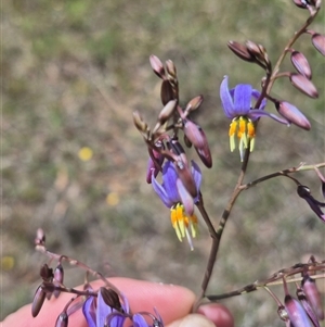 Dianella revoluta var. revoluta at Manar, NSW - 6 Dec 2024 02:11 PM