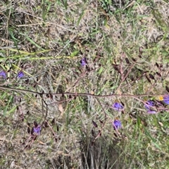 Dianella revoluta var. revoluta at Manar, NSW - 6 Dec 2024 02:11 PM