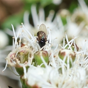 Unidentified True fly (Diptera) at Yackandandah, VIC by KylieWaldon