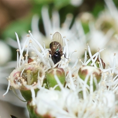 Unidentified True fly (Diptera) at Yackandandah, VIC - 2 Dec 2024 by KylieWaldon