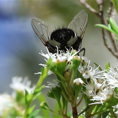 Unidentified at suppressed - 2 Dec 2024