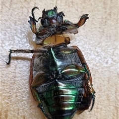 Anoplognathus brunnipennis (Green-tailed Christmas beetle) at Belconnen, ACT - 6 Dec 2024 by Butterflygirl