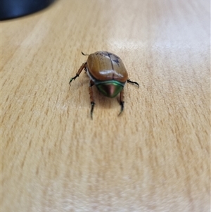 Anoplognathus brunnipennis (Green-tailed Christmas beetle) at Belconnen, ACT by Butterflygirl