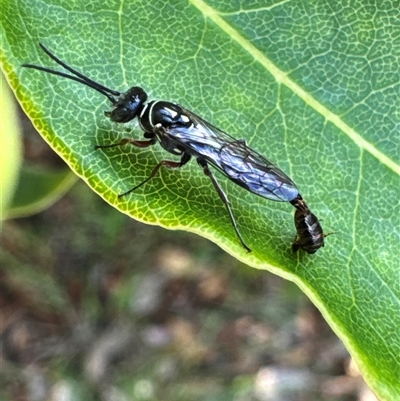 Aeolothynnus sp. (genus) (A flower wasp) at Aranda, ACT - 6 Dec 2024 by Jubeyjubes