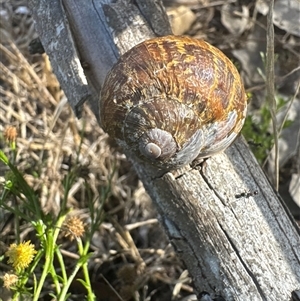 Cornu aspersum at Aranda, ACT - 6 Dec 2024