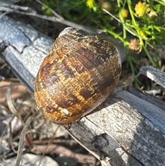 Cornu aspersum at Aranda, ACT - 6 Dec 2024