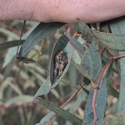 Hortophora sp. (genus) at Bungendore, NSW - 6 Dec 2024 by clarehoneydove