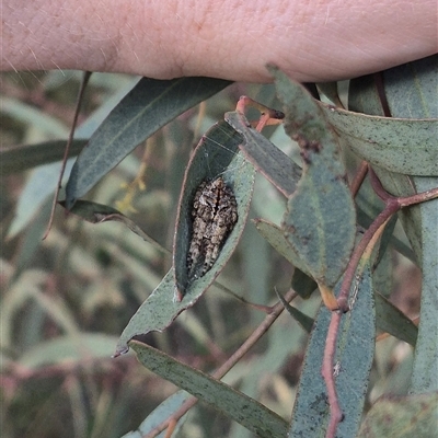 Unidentified Spider at Bungendore, NSW - 6 Dec 2024 by clarehoneydove