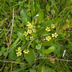 Goodenia montana (Mountain Velleia) at Mount Clear, ACT - 6 Dec 2024 by EmmaCook