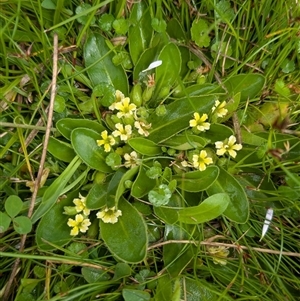 Goodenia montana at Mount Clear, ACT - 6 Dec 2024 02:34 PM