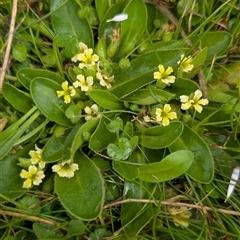 Goodenia montana at Mount Clear, ACT - 6 Dec 2024 02:34 PM