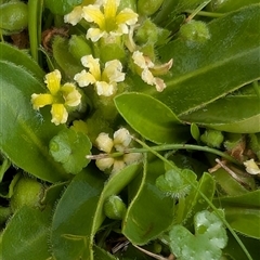 Goodenia montana at Mount Clear, ACT - 6 Dec 2024 02:34 PM