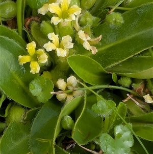 Goodenia montana at Mount Clear, ACT - 6 Dec 2024